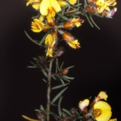 Pultenaea mollis (Guinea Flower Bush Pea, Soft Bush-pea) at Green Cape, NSW - 20 Oct 1996 by BettyDonWood