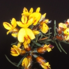 Pultenaea mollis at Green Cape, NSW - 20 Oct 1996 12:00 AM