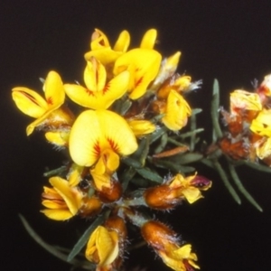 Pultenaea mollis at Green Cape, NSW - 20 Oct 1996