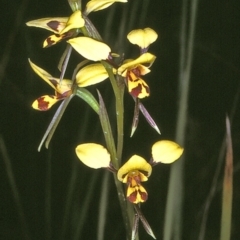 Diuris sulphurea (Tiger Orchid) at Ben Boyd National Park - 19 Oct 1996 by BettyDonWood