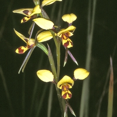 Diuris sulphurea (Tiger Orchid) at Green Cape, NSW - 20 Oct 1996 by BettyDonWood