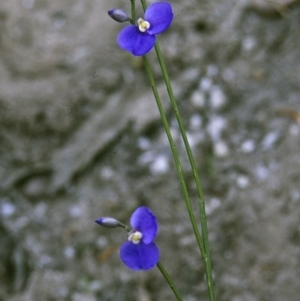 Comesperma sphaerocarpum at Green Cape, NSW - 27 Jan 1996