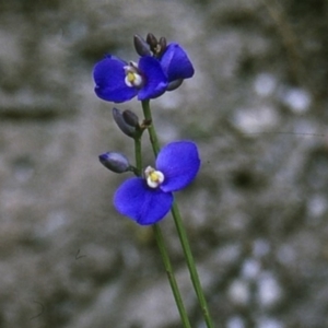 Comesperma sphaerocarpum at Green Cape, NSW - 27 Jan 1996