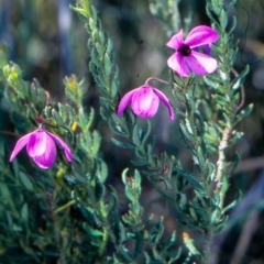 Tetratheca pilosa subsp. latifolia at Ben Boyd National Park - 27 Jan 1996 by BettyDonWood