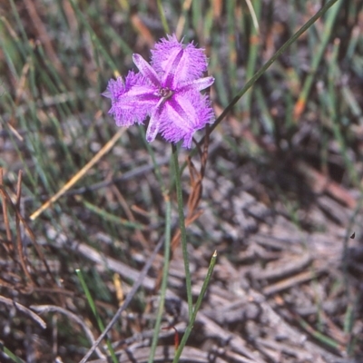 Thysanotus juncifolius (Branching Fringe Lily) at Ben Boyd National Park - 27 Jan 1996 by BettyDonWood