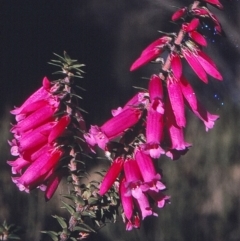 Epacris impressa (Common Heath) at Green Cape, NSW - 1 Jun 1996 by BettyDonWood