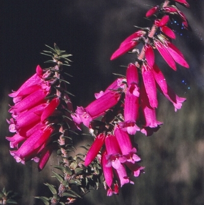 Epacris impressa (Common Heath) at Ben Boyd National Park - 2 Jun 1996 by BettyDonWood