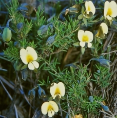 Gompholobium huegelii (pale wedge–pea) at Ben Boyd National Park - 27 Jan 1996 by BettyDonWood