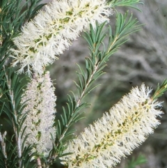 Melaleuca armillaris subsp. armillaris (Giant Honey-myrtle) at Ben Boyd National Park - 26 Jan 1996 by BettyDonWood