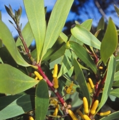 Persoonia levis (Broad-leaved Geebung) at Ben Boyd National Park - 27 Jan 1996 by BettyDonWood