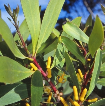 Persoonia levis (Broad-leaved Geebung) at Ben Boyd National Park - 27 Jan 1996 by BettyDonWood