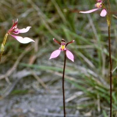 Eriochilus cucullatus (Parson's Bands) at Nelson, NSW - 10 Apr 1997 by BettyDonWood