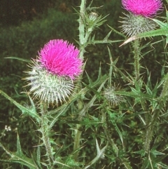 Cirsium vulgare (Spear Thistle) at Eurobodalla, NSW - 11 Nov 1996 by BettyDonWood