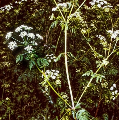 Conium maculatum (Hemlock) at Eurobodalla, NSW - 12 Nov 1996 by BettyDonWood