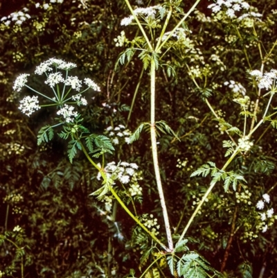 Conium maculatum (Hemlock) at Eurobodalla, NSW - 11 Nov 1996 by BettyDonWood