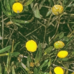 Cotula coronopifolia (Water Buttons) at Eurobodalla, NSW - 11 Nov 1996 by BettyDonWood