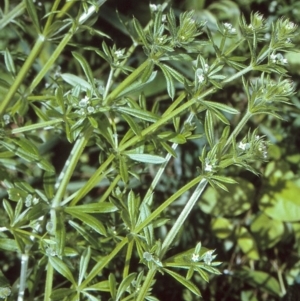 Galium aparine at undefined - 12 Nov 1996