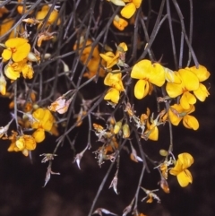 Jacksonia scoparia (Dogwood) at Eurobodalla, NSW - 12 Nov 1996 by BettyDonWood