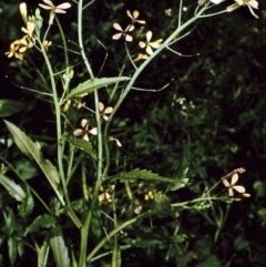 Raphanus raphanistrum (Wild Radish, Jointed Charlock) at Eurobodalla, NSW - 12 Nov 1996 by BettyDonWood