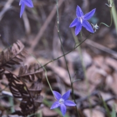 Wahlenbergia littoricola subsp. littoricola (Coastal Bluebell) at Nelson, NSW - 11 Apr 1997 by BettyDonWood