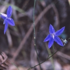 Wahlenbergia littoricola subsp. littoricola at undefined - 11 Apr 1997 12:00 AM