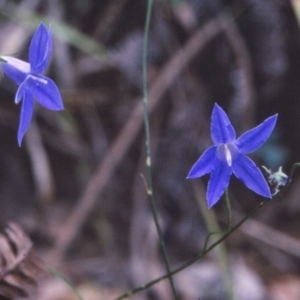 Wahlenbergia littoricola subsp. littoricola at undefined - 11 Apr 1997 12:00 AM