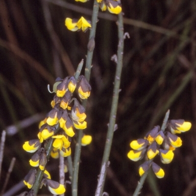 Sphaerolobium minus (Globe-pea) at Green Cape, NSW - 20 Oct 1996 by BettyDonWood