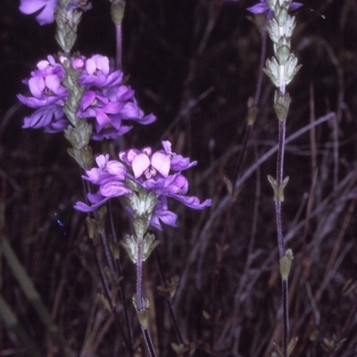 Euphrasia collina subsp. collina (Purple Eyebright) at Ben Boyd National Park - 20 Oct 1996 by BettyDonWood