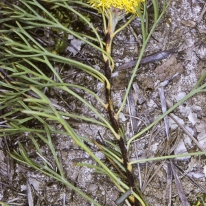 Isopogon prostratus at Green Cape, NSW - suppressed