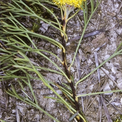 Isopogon prostratus (Prostrate Cone-bush) at Ben Boyd National Park - 20 Oct 1996 by BettyDonWood