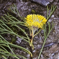 Isopogon prostratus at Green Cape, NSW - suppressed