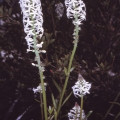 Stackhousia monogyna (Creamy Candles) at Ben Boyd National Park - 19 Oct 1996 by BettyDonWood