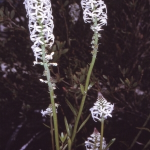 Stackhousia monogyna at Green Cape, NSW - 20 Oct 1996