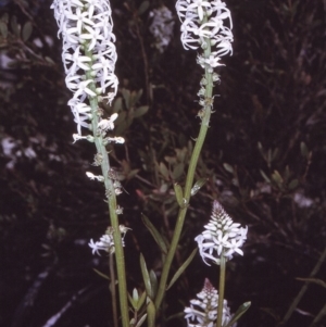 Stackhousia monogyna at Green Cape, NSW - 20 Oct 1996 12:00 AM