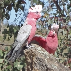 Eolophus roseicapilla (Galah) at Farrer Ridge - 23 Sep 2014 by galah681