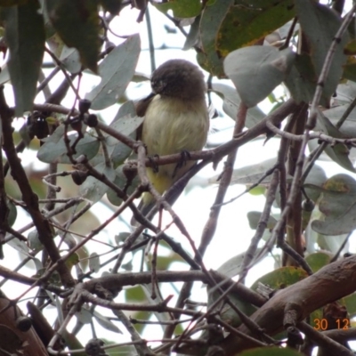 Acanthiza chrysorrhoa (Yellow-rumped Thornbill) at Red Hill Nature Reserve - 29 Dec 2018 by TomT