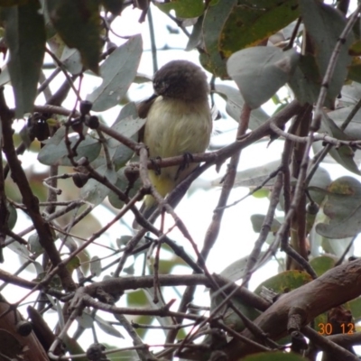 Acanthiza chrysorrhoa (Yellow-rumped Thornbill) at Hughes, ACT - 29 Dec 2018 by TomT