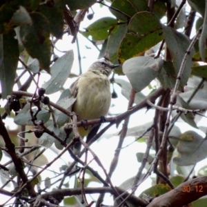 Acanthiza chrysorrhoa at Hughes, ACT - 30 Dec 2018