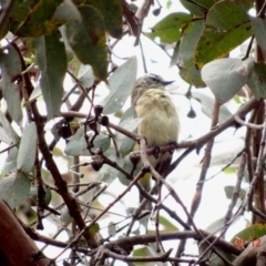 Acanthiza chrysorrhoa at Hughes, ACT - 30 Dec 2018