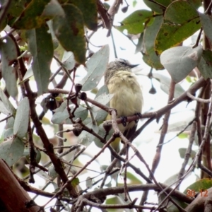 Acanthiza chrysorrhoa at Hughes, ACT - 30 Dec 2018