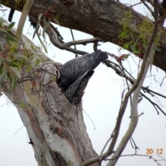 Callocephalon fimbriatum (Gang-gang Cockatoo) at Deakin, ACT - 29 Dec 2018 by TomT