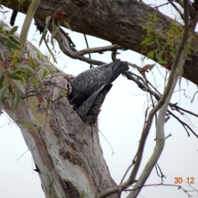 Callocephalon fimbriatum (Gang-gang Cockatoo) at Deakin, ACT - 30 Dec 2018 by TomT