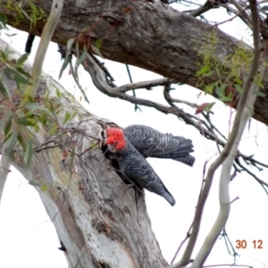 Callocephalon fimbriatum at Deakin, ACT - 30 Dec 2018