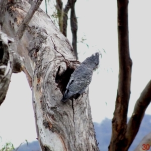 Callocephalon fimbriatum at Deakin, ACT - 30 Dec 2018