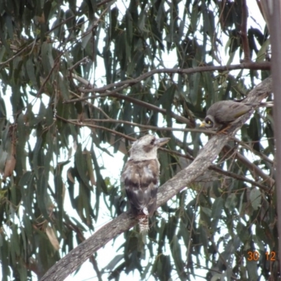 Dacelo novaeguineae (Laughing Kookaburra) at Hughes, ACT - 30 Dec 2018 by TomT