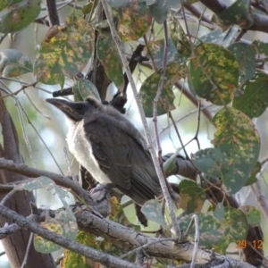 Philemon corniculatus at Deakin, ACT - 29 Dec 2018