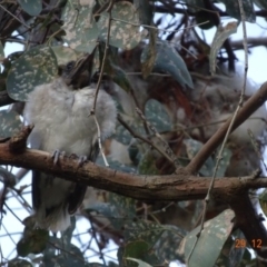 Philemon corniculatus at Deakin, ACT - 29 Dec 2018