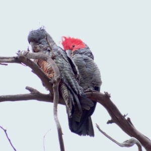 Callocephalon fimbriatum at Deakin, ACT - 30 Dec 2018