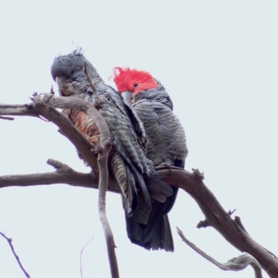 Callocephalon fimbriatum (Gang-gang Cockatoo) at Deakin, ACT - 29 Dec 2018 by TomT