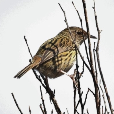 Calamanthus fuliginosus (Striated Fieldwren) at Ben Boyd National Park - 28 Jan 2018 by michaelb